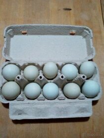 Araucana násadové vajcia