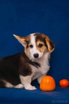 Welsh Corgi Pembroke