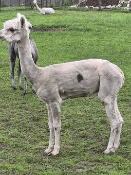Alpaka Lama Alpaca