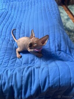 Kanadský Sphynx s pp