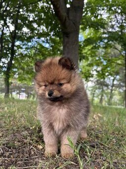Pomeranian