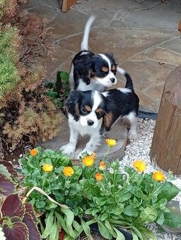 Cavalier, kavalier, cavalier king charles spaniel