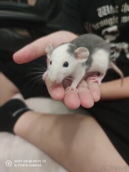 Dumbo potkan