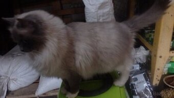 ragdoll,radgoll dospelé mačky na predaj