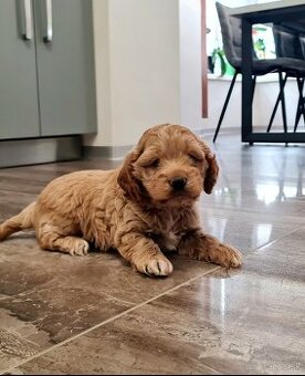 Cockapoo Maltipoo Cavapoo