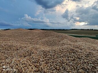 Pšenica, Jačmeň,Hrach