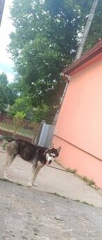 Predam/vymenim husky sucku - 1