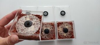 GRINDAL (Enchytraeus Buchholzi)