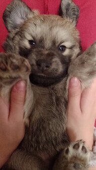 Šteniatka na adopciu Drietoma