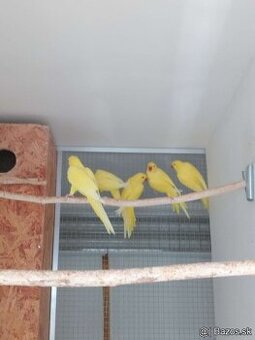 Alexander malý žltý,Samička posledný kus.