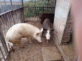 Durok prasa na zabitie 130kg