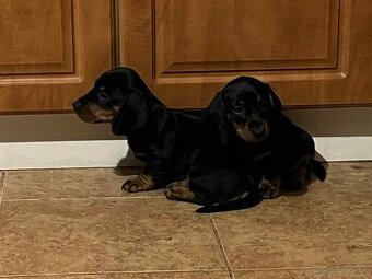 Predám šteniatka jazvečíka hladkosrstého