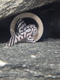 L 236 Super White - odchov