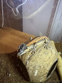 Gekón 2x + terarium
