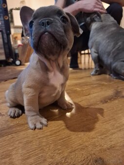 Francúzsky buldoček