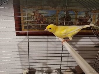 Kanárik Harcký dutospevec