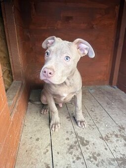 Americký pitbulterier s PP silverfawn rarita