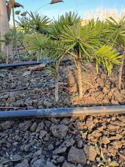 Jedla normandska, smrek strieborný, borovica čierna