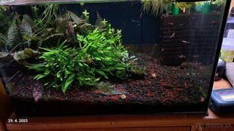 Predam krevetky Neocaridina red cherry