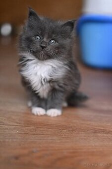 Mainská mývalia - maine coon - MCO - mačička