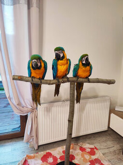 Ara ararauna ručne dokŕmená