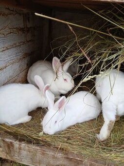 Kralik Novozelandsky biely