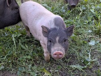 gottingenske mini prasiatka prasa prasce gotingen sviňa svin