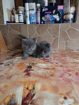 Polobritske maciatka