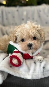 Maltipoo