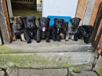 Nemecký ovčiak šteniatka