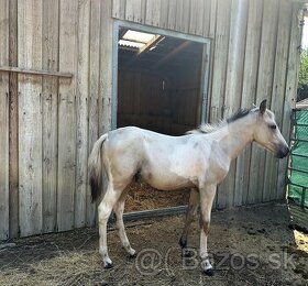 Roční klisny American Quarter Horse a Paint Horse