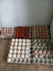 Nasadove vajíčka,vajcia