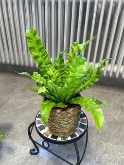 Asplenium nidus Crispy Wave