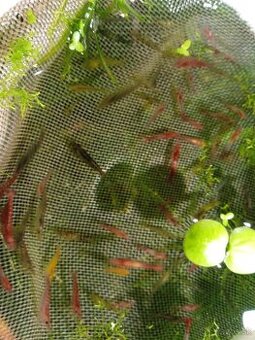 Krevety red rilli aj mix
