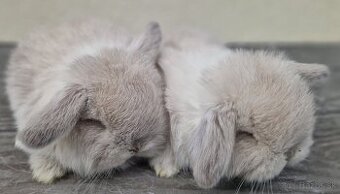 Minilop, zakrslé barančeky - mláďatká