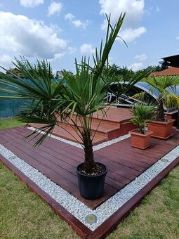 Palma Trachycarpus fortunei