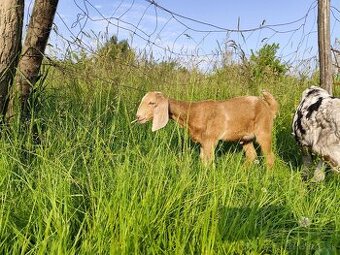 Geneticky bezrohý 87% anglonubijský capko