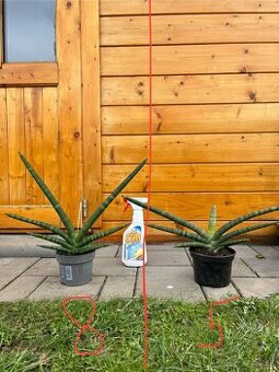 Dracaena Angolensis