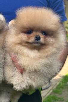 Pomeranian s pp FCI