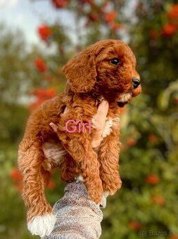 Maltipoo dark red