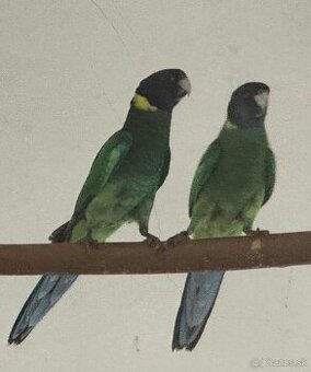 Barnard velký // moré//