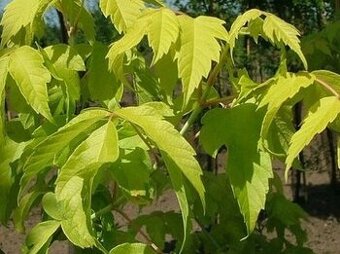 Javor jasenolistý 180/200cm v črepníku