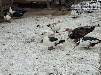 Predám čínske kačice