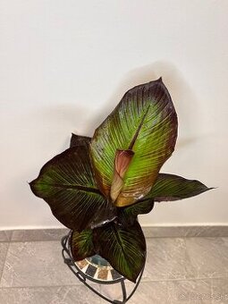 Ensete Ventricosum 'maurelii'