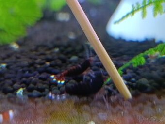 Dark red Ruby extrem