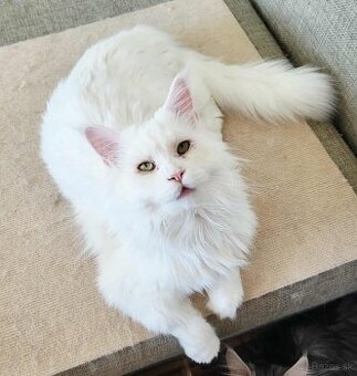 Kocúr Maine Coon s PP