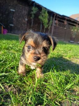 Čivava -yorkshire (Chorkie)