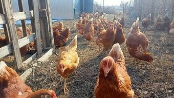 PREDAM NOSNICE 8.50 ks