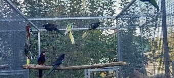 Rozela cierne,straky