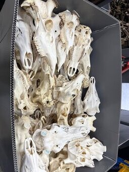 Trofej,parohy,parozie,jelen1